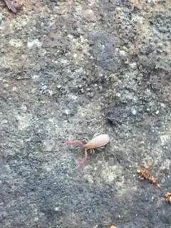 Arctic Pseudoscorpion thumbnail 3
