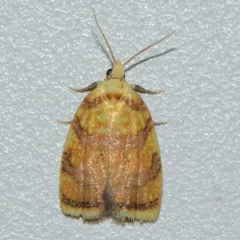 Red-edged Acleris Moth thumbnail 4