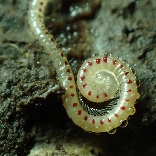 Spotted Snake Millipede