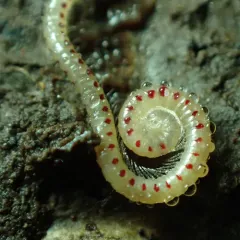 Spotted Snake Millipede thumbnail 1