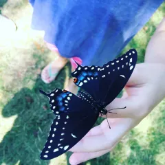 Black Swallowtail thumbnail 3