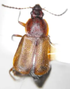 Amphichroum maculatum thumbnail 2