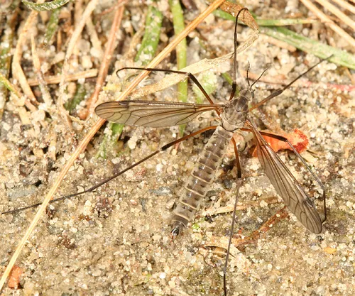 Tipula dietziana