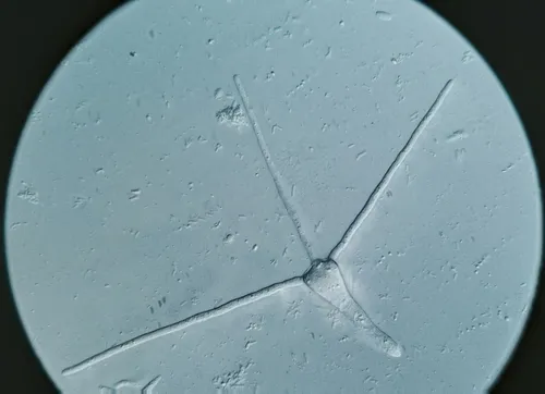 Clavariopsis aquatica