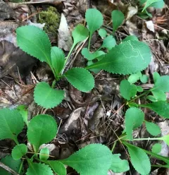roundleaf ragwort thumbnail 4