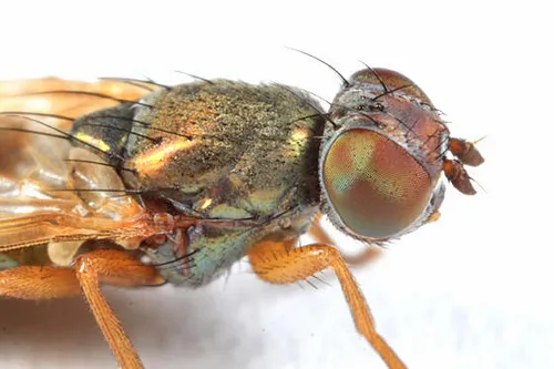 Chaetopsis aenea