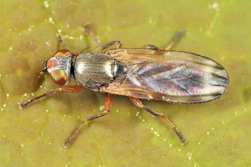 Chaetopsis apicalis