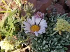 Yellowstone grounddaisy thumbnail 3