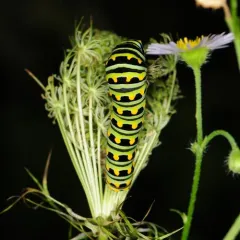 Black Swallowtail thumbnail 4