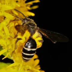 Cloudy-winged Mining Bee thumbnail 4
