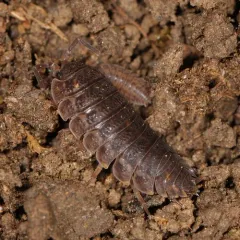 Rathke's Woodlouse thumbnail 2