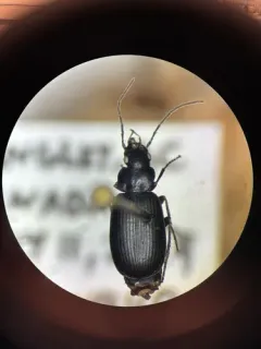 Badister ferrugineus thumbnail 2