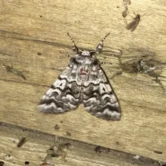 Black Zigzag Moth thumbnail 3