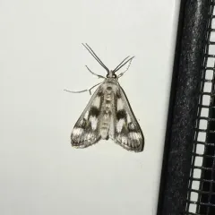 Polymorphic Pondweed Moth thumbnail 3