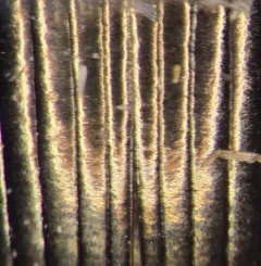 Amara angustatoides thumbnail 2