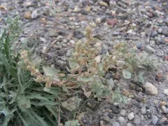 silverscale thumbnail 4