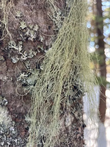 Beard Lichen
