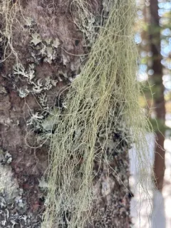 Beard Lichen thumbnail 1
