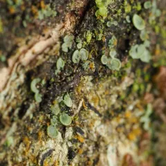 Elf Ears lichen thumbnail 2