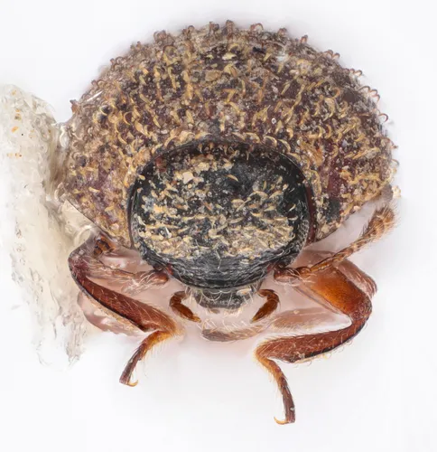 Exomella merickeli