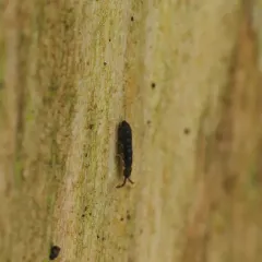 Vertagopus arboreus thumbnail 2