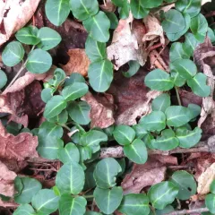 partridgeberry thumbnail 5