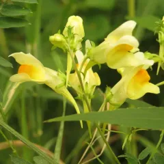 common toadflax thumbnail 2