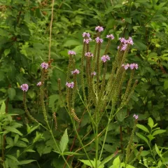 blue vervain thumbnail 4