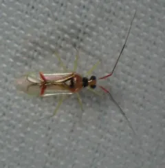 Hart's Hyaline Plant Bug thumbnail 4