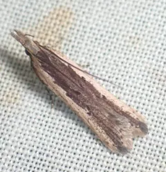 Palmerworm Moth thumbnail 4