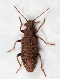 Pergetus campanulatus thumbnail 3