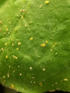 Green Peach Aphid thumbnail 2