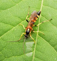Ichneumon chasmodops thumbnail 2