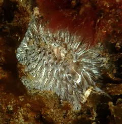 Warty Shag-rug Nudibranch thumbnail 4
