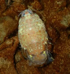 Rocinela belliceps thumbnail 4