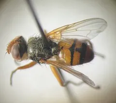 Euclytia flava thumbnail 4