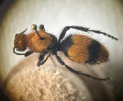 Common Eastern Velvet Ant thumbnail 4