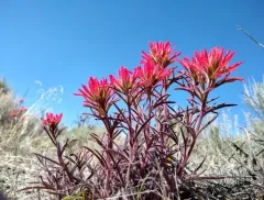northwestern paintbrush thumbnail 4