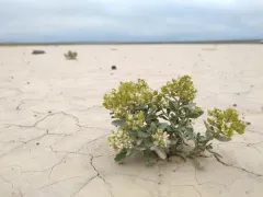 Davis' peppergrass thumbnail 3