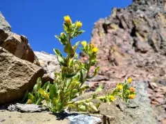 Idaho Goldenweed thumbnail 2