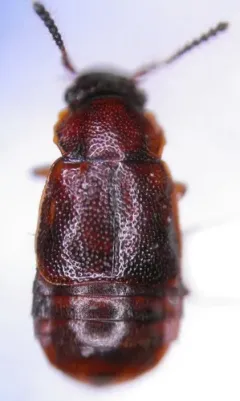 Acruliopsis tumidula thumbnail 3