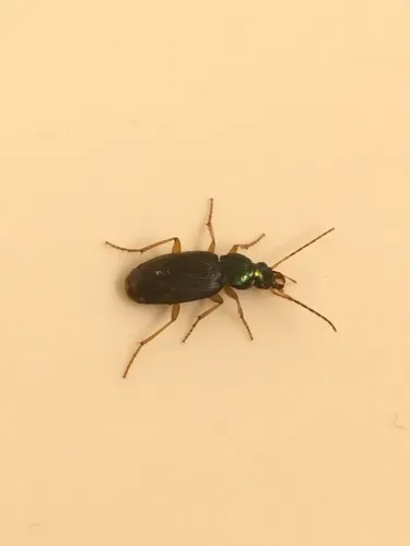 Chlaenius pusillus
