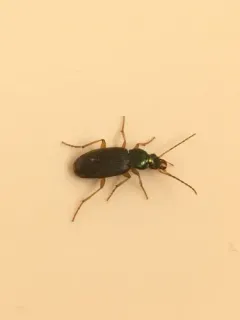 Chlaenius pusillus thumbnail 1