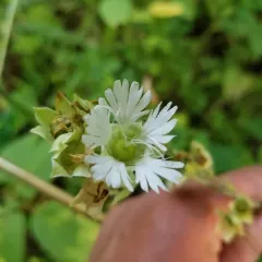 starry campion thumbnail 2