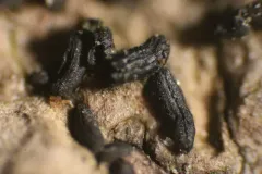 Hysterium angustatum thumbnail 3