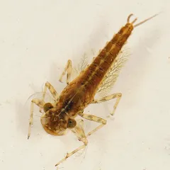 Arthroplea bipunctata thumbnail 2