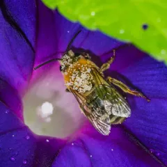 Pruinose Squash Bee thumbnail 2