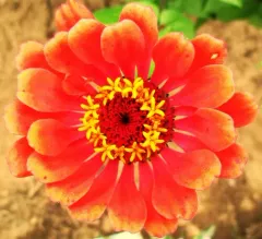 Elegant Zinnia thumbnail 4