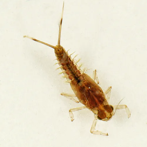 Iswaeon anoka