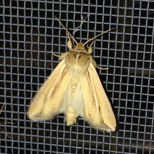 Wheat Head Armyworm
